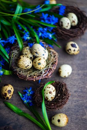 Spring holiday card concept of nest and speckled eggs on wooden table with blue flowers
