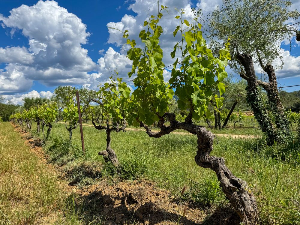 Line of grape vines in Côtes De Provence, France
