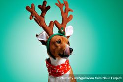 Portrait of dog licking it’s lips in festive antlers 5p8ly5