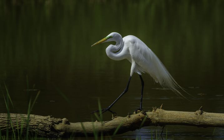 Side view of great egret
