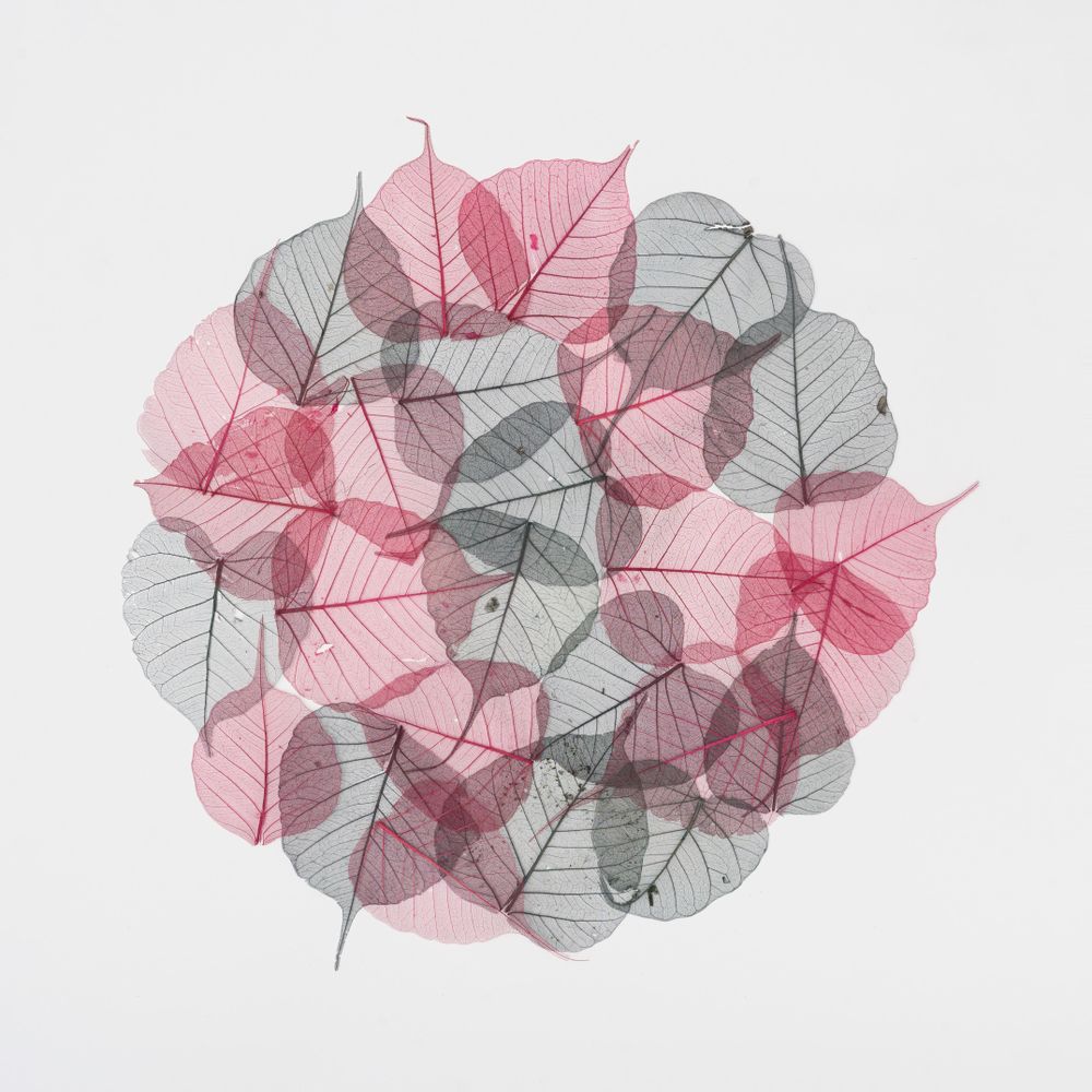 Circle of transparent leaves in pink and green color