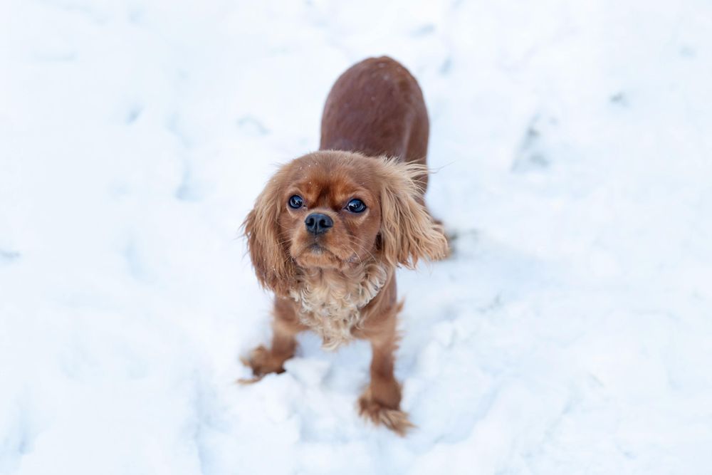 Cavalier spaniel standing in the snow