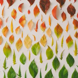 Colorful leaves from amber to green on light background