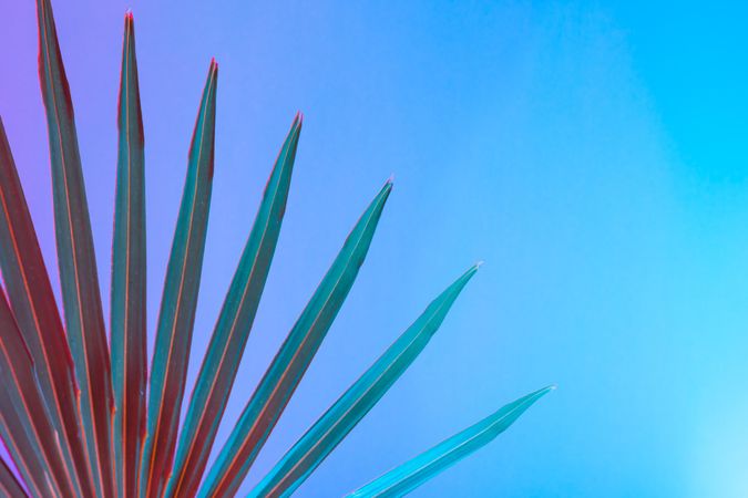 Palm leaf lit in bold neon  colors, on gradient blue to pink background