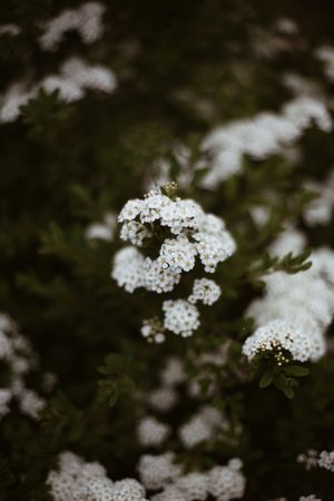 Small light flowers
