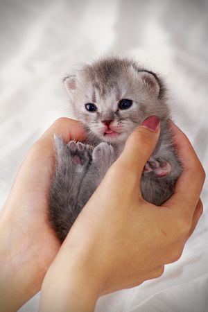 Person holding gray kitten