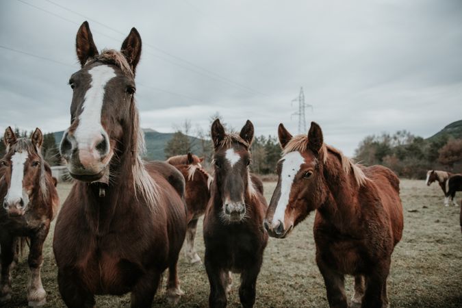 Funny horses on meadow