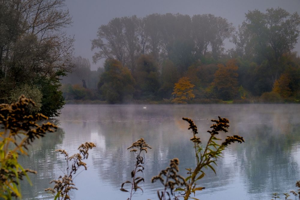 Single swan on a small lake surrounded by trees