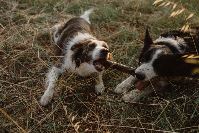 Border Collie dogs having fun together during stick game on dry grass in countryside
