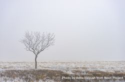 Single tree on wintry landscape in kakheti 0VXjX4
