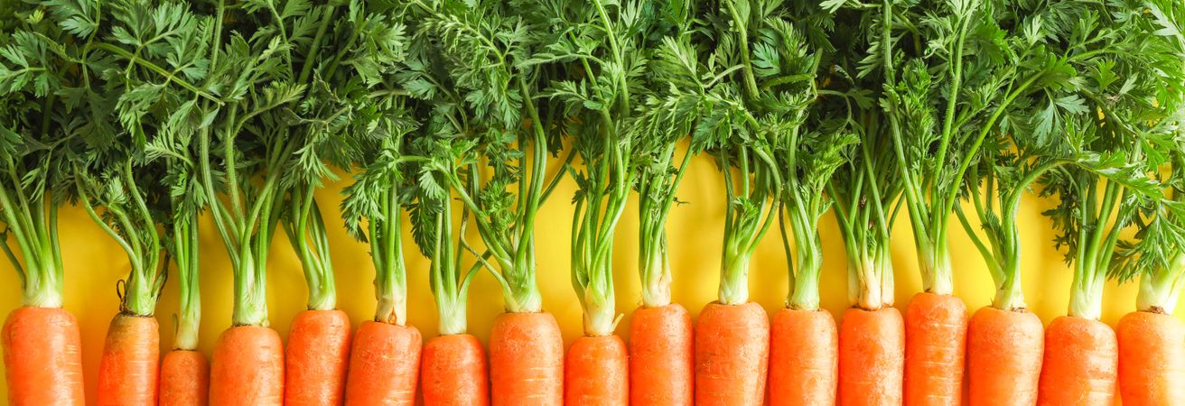 Ripe carrots on yellow background, space for text