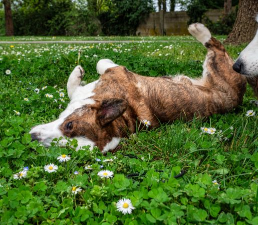 Funny corgi cardigan dog playing on a sunny lawn
