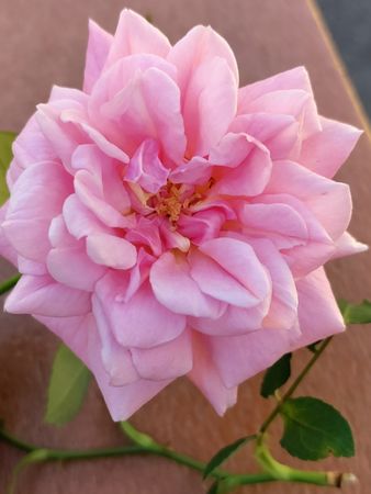 Pink pearl rose close up