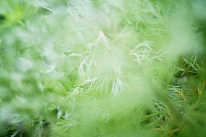 Green spruce plant growing in park