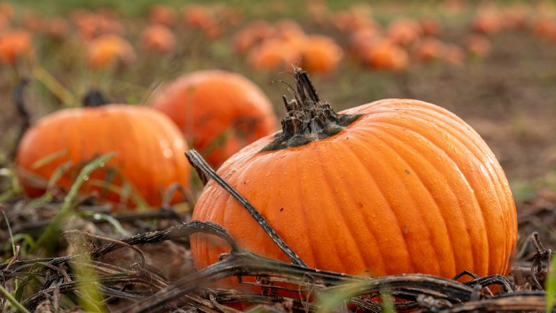 Pumpkins close-up on the agricultural field in October, in Stuttgart, Germany.