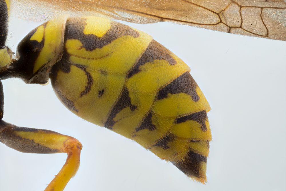 Closeup side view yellow flying wasp folding legs