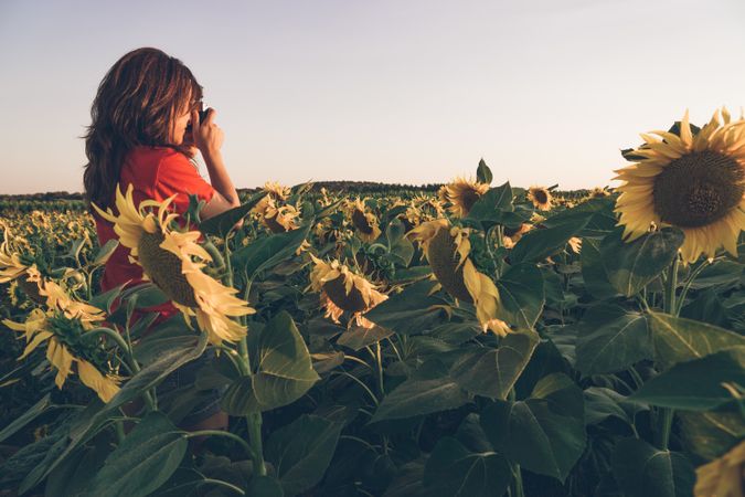 Photographer taking picture of sunflowers