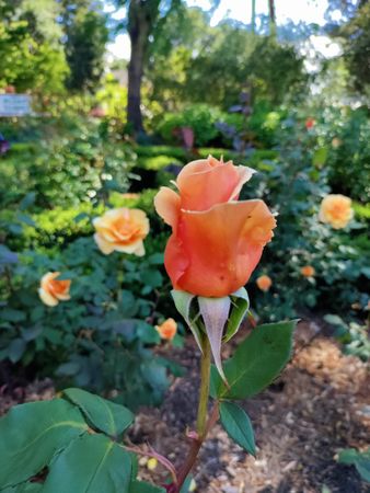 Peachy colored rose in garden