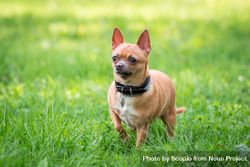Chihuahua on green grass field 4mpzv5