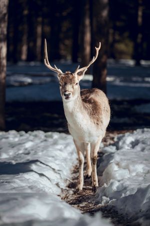 Deer pasturing near trees between snow