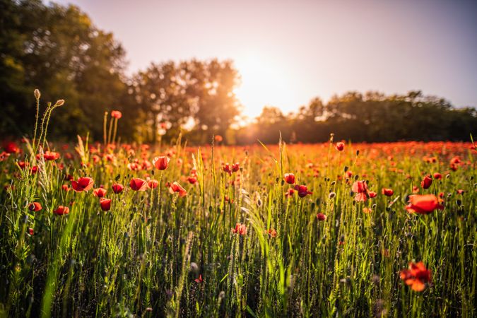 Long poppy flowers in a field as the sun sets
