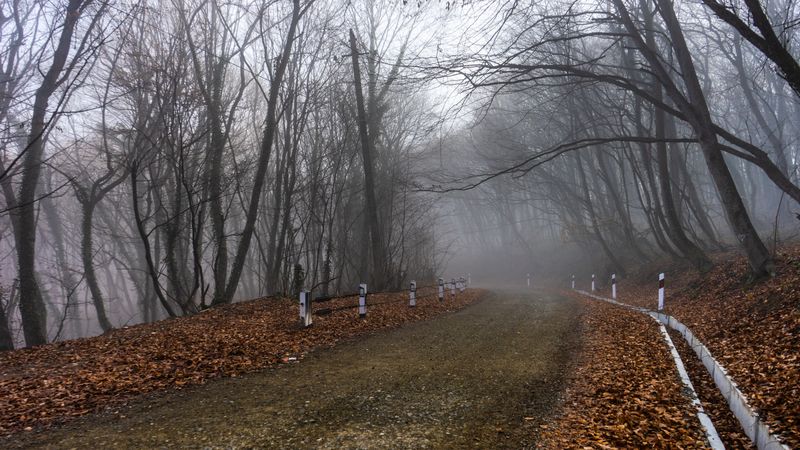 Fog in the forest with road