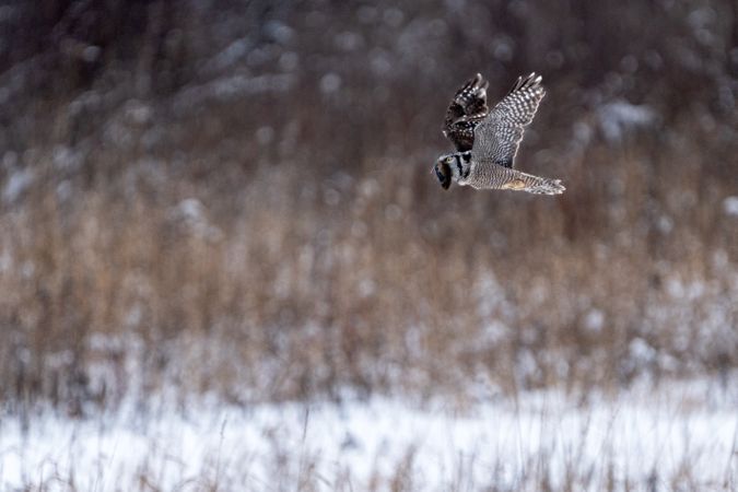 Northern Hawk Owl with a vole at Sax-Zim Bog, MInnesota