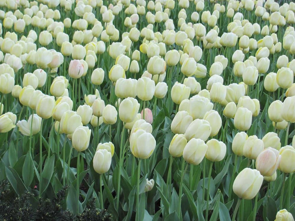 Tulips