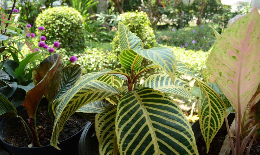 Beautiful leaves against the background of a green garden