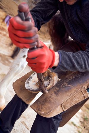 Blacksmith changing horseshoe to the leg of a horse using bald lime hammer pliers