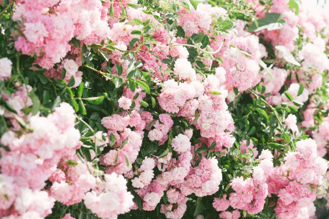 Pink flowers on bush in garden
