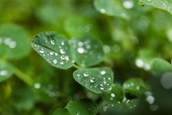 Green plants with dew drops, side view