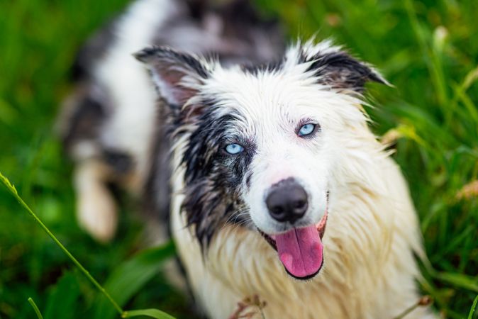 border collie blue merle dog
