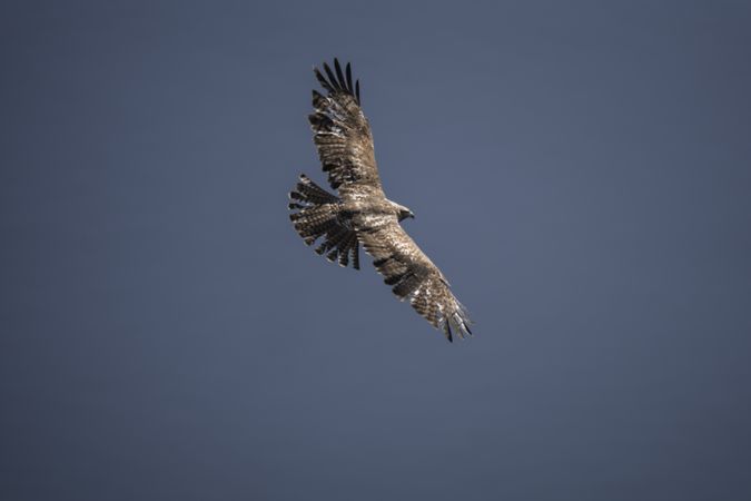 Bird soaring in blue sky