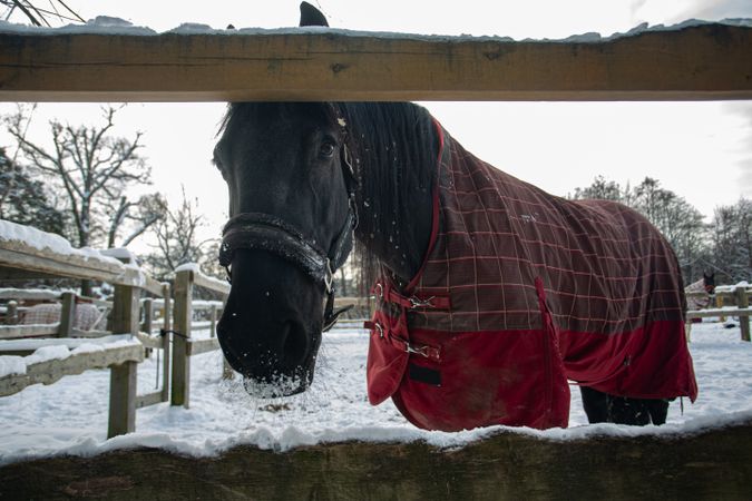 Horse in Poncho During Winter