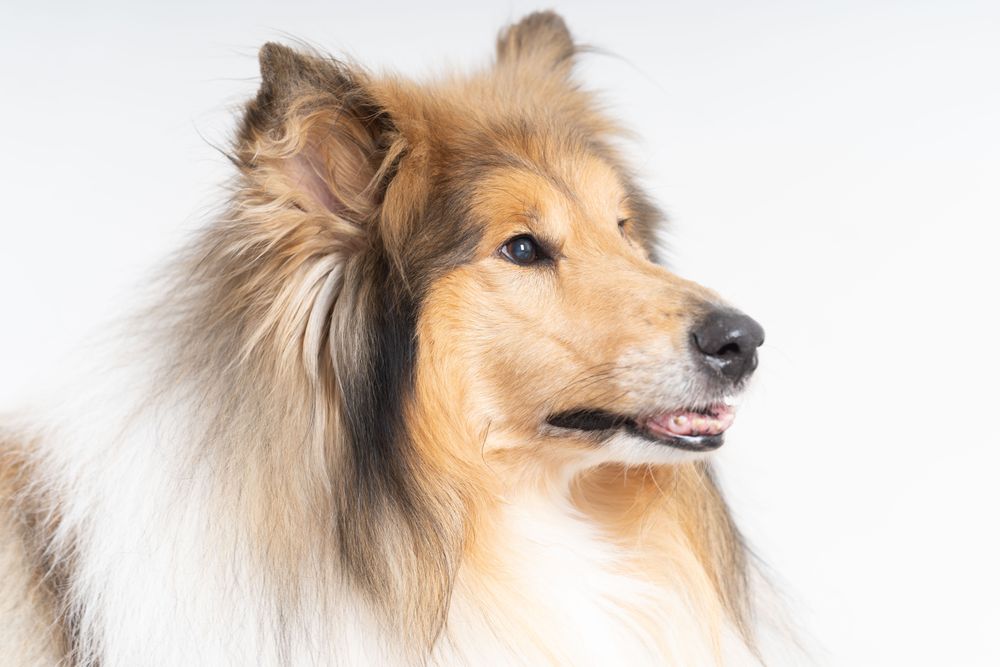 Dignified Scottish shepherd with copy space in studio