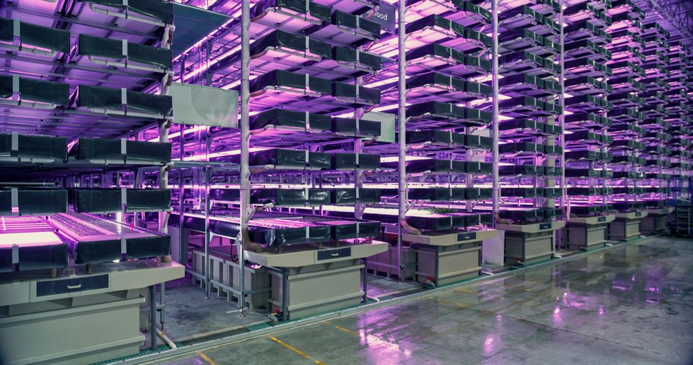 Vertical Farming Under UV Light. Racks with Vertically Stacked Layers of Green Crops Growing in a Hydroponics System. Modern Agriculture Technology with Sustainable and Efficient Use of Green Energy