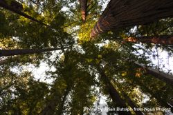 Looking Up From Forest Floor At Tree Tops - Free Photo (421Gq5) - Noun ...