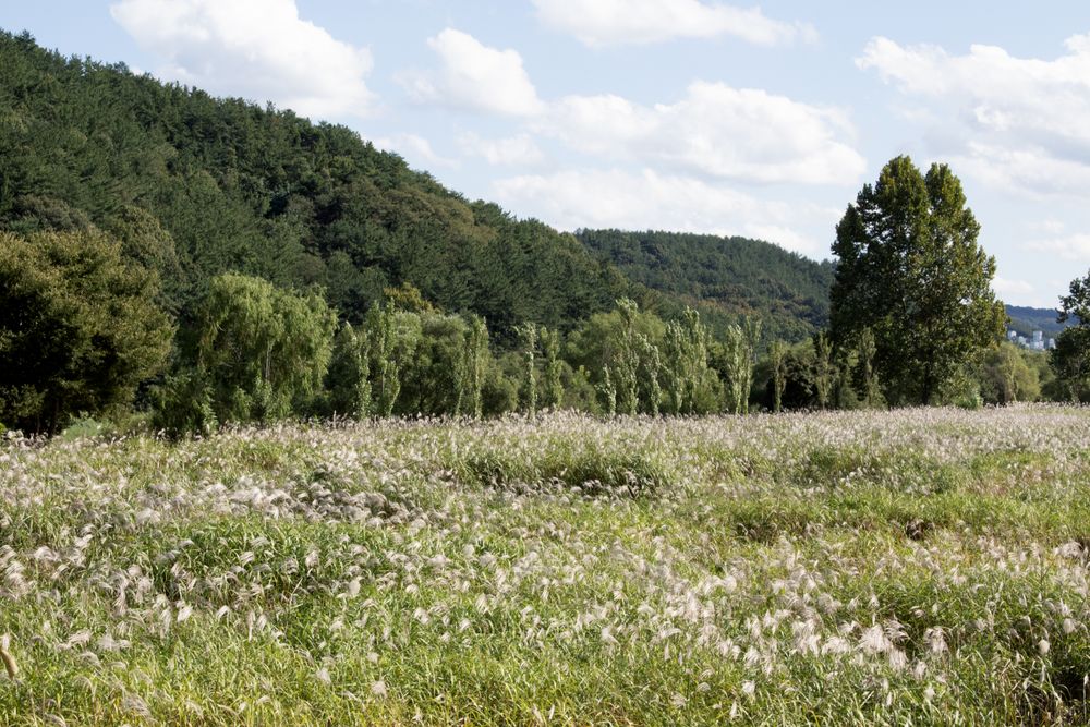 field of reeds