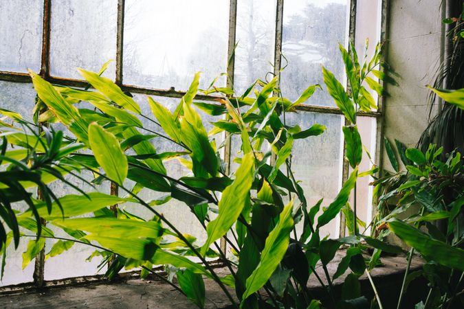 Interior of greenhouse with lush foliage