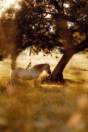 Horse grazing in meadow near tree