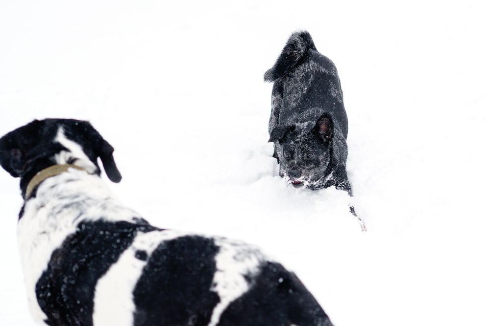 Chase in the Snow