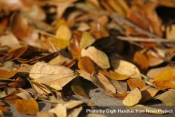 Close up of autumn leaves 5XlRP5