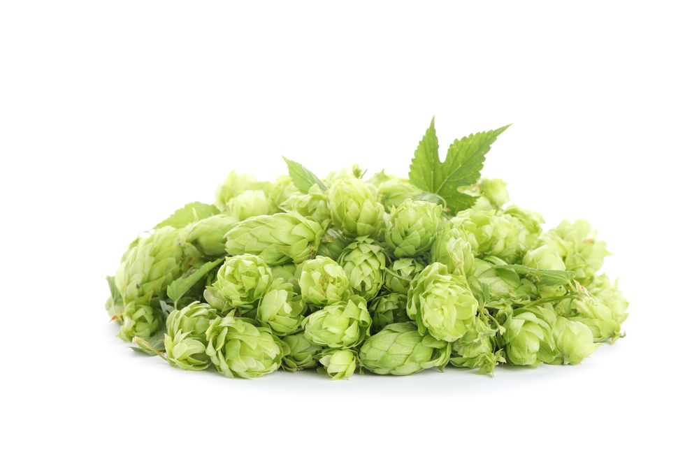 Heap of green hop isolated on blank background