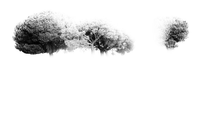 Defocused trees in sunset valley