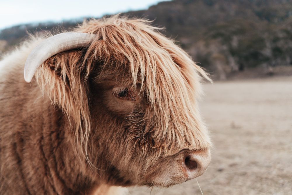 Highland cattle outdoor
