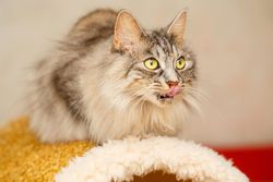 Beautiful grey cat licking her lips