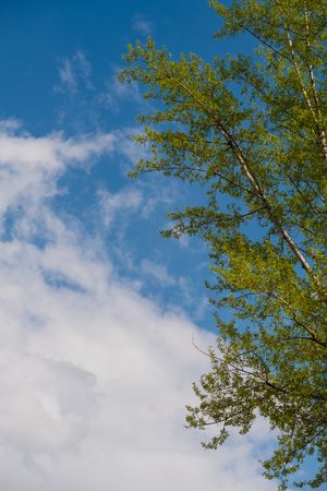Fresh green tree branches against a bright sky with clouds