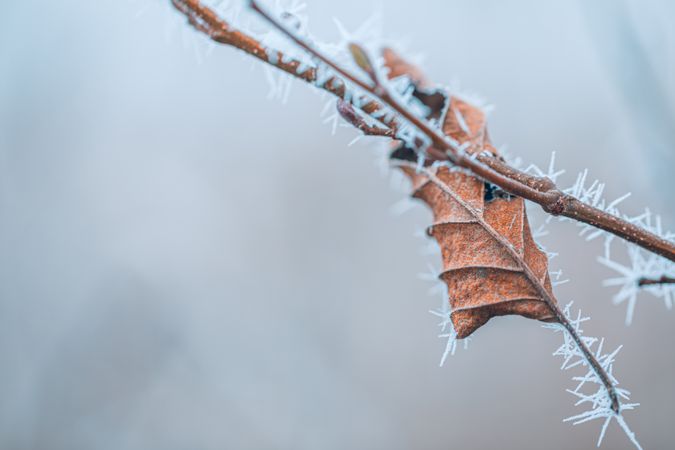 Autumn leaf with frost details