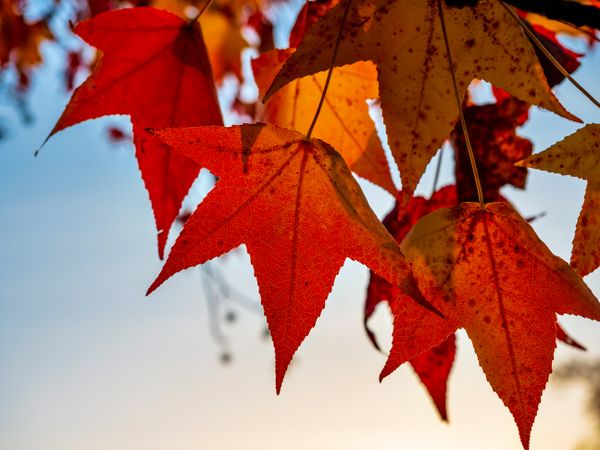 Pointed multicolored autumn maple and sycamore leaves. Close-up.